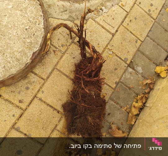 שורשים שהוצאו מביוב על מדרכה